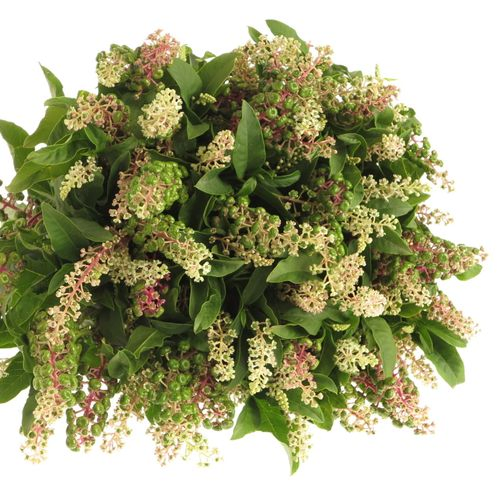 Carbozyn lila (Phytolacca)300Gramm