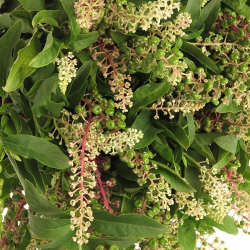 Carbozyn lila (Phytolacca)300Gramm