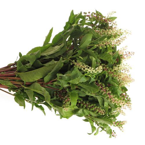 Carbozyn lila (Phytolacca)300Gramm