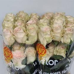 Rose creme Priority (Ec) 70cm
