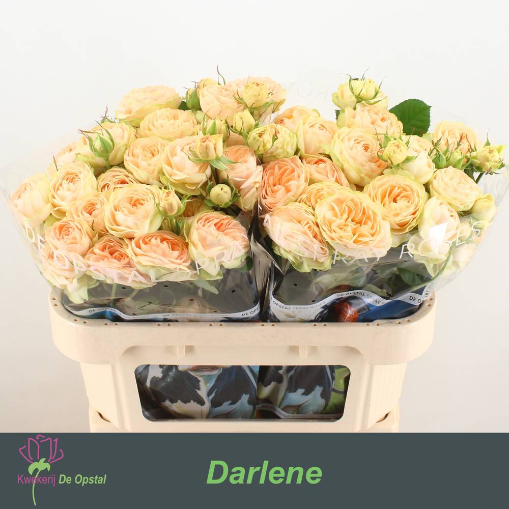 Rose verzweigt apricot Darlene 3+Blüte 70cm