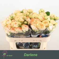 Rose verzweigt apricot Darlene 3+Blüte 70cm