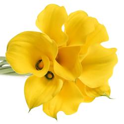 Calla gelb Medal 50cm