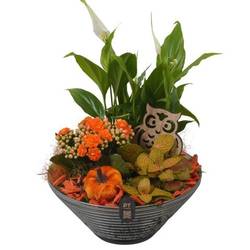 Spath.Arr PTHG8259 Herbst T19 H028