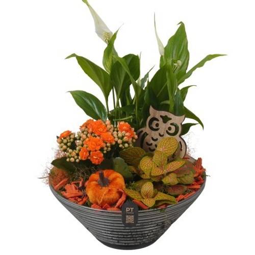Spath.Arr PTHG8259 Herbst T19 H028