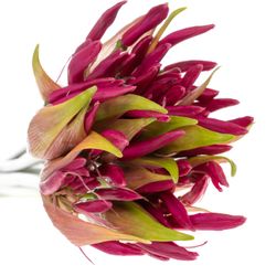 Nerine rosa Nick 70cm