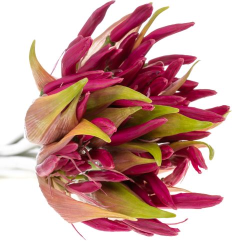 Nerine rosa Nick 70cm