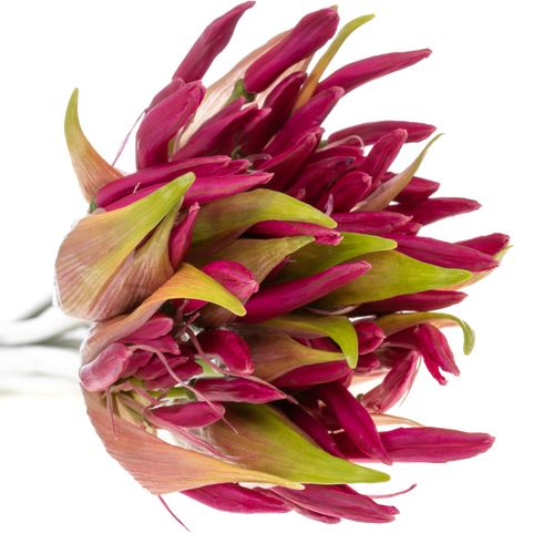 Nerine rosa Nick 70cm