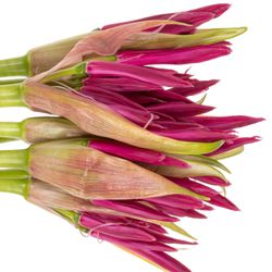Nerine rosa Nick 70cm