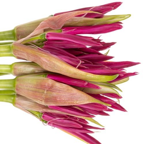 Nerine rosa Nick 70cm