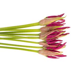 Nerine rosa Nick 70cm