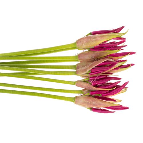 Nerine rosa Nick 70cm