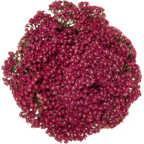 Achillea rot Neonglow Ember 60cm