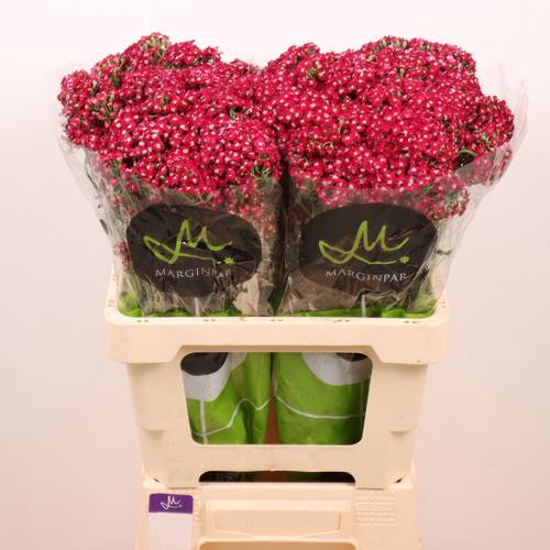 Achillea rot Neonglow Ember 60cm