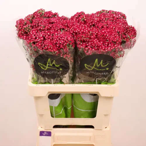 Achillea rot Neonglow Ember 60cm