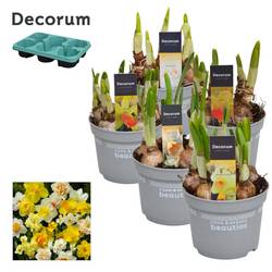 Narzisse 5er mix 4/6Srt T12 H017