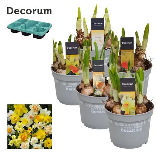 Narzisse 5er mix 4/6Srt T12 H017