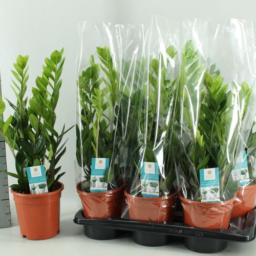 Zamioculcas 4+ T17 H55
