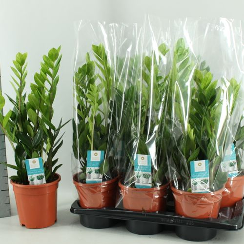 Zamioculcas 4+ T17 H55