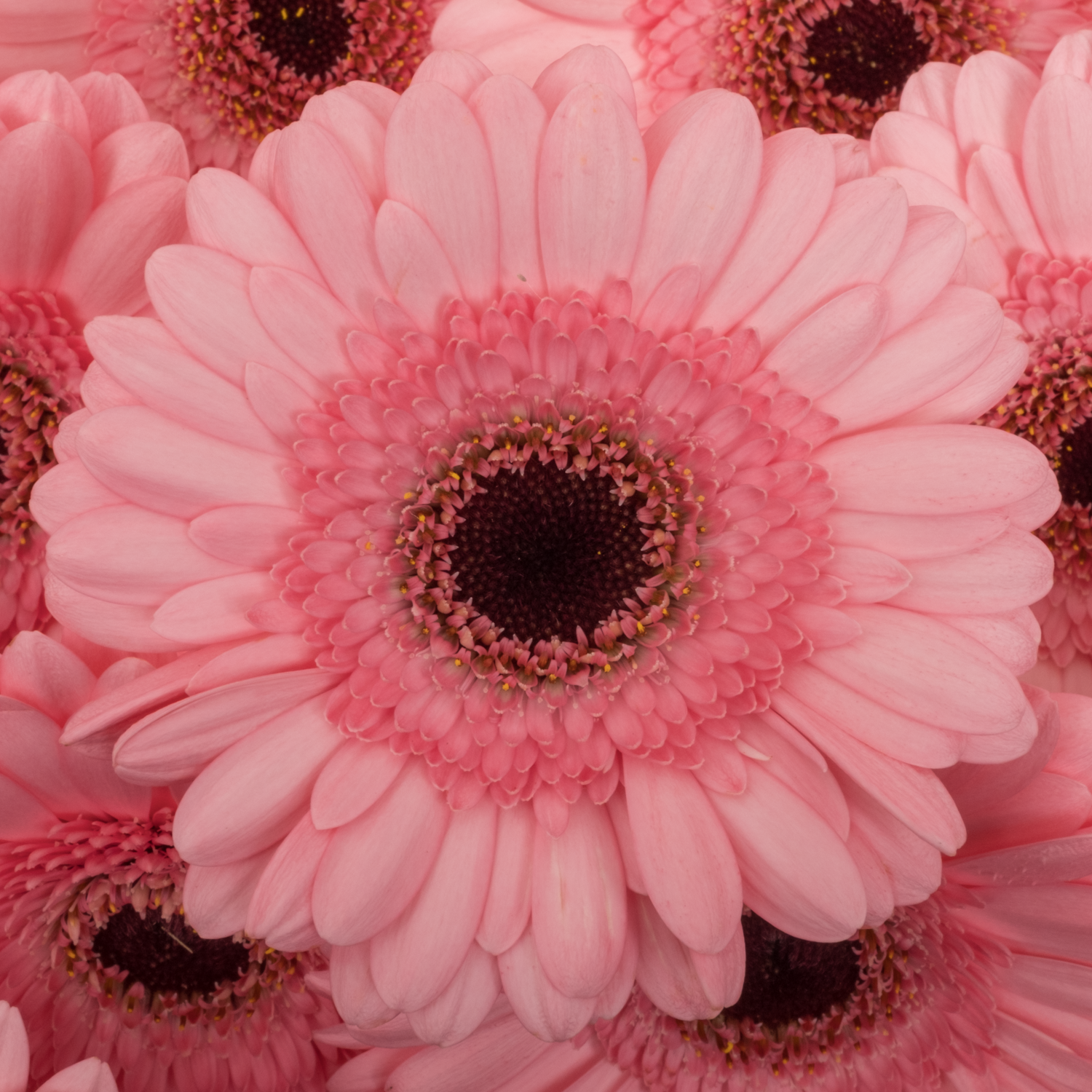 Germini hell rosa Happiness