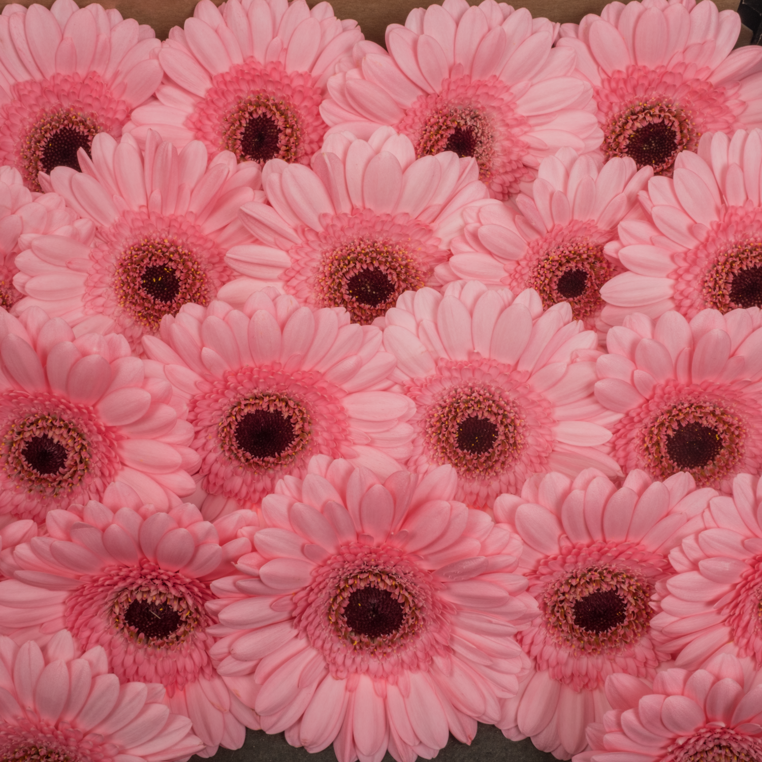 Germini hell rosa Happiness