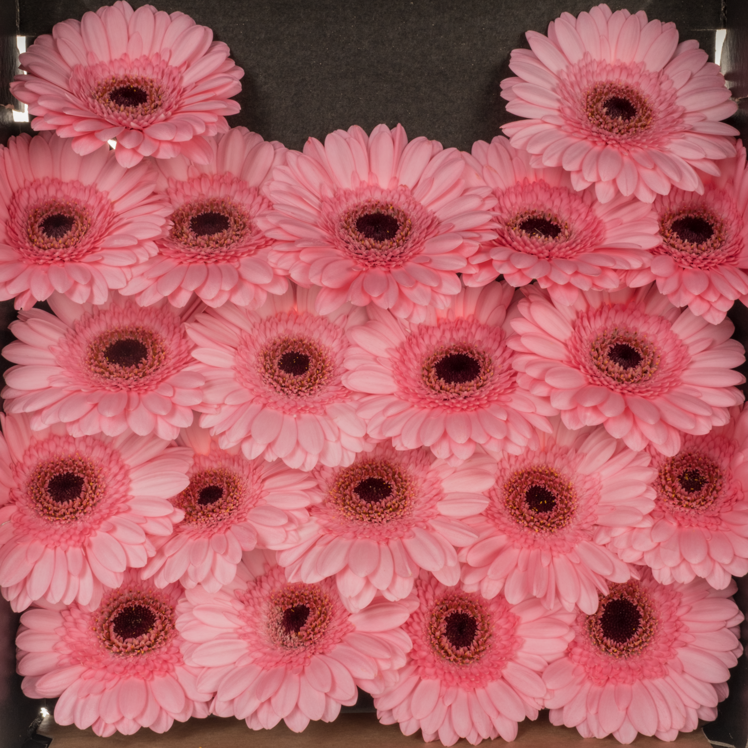 Germini hell rosa Happiness