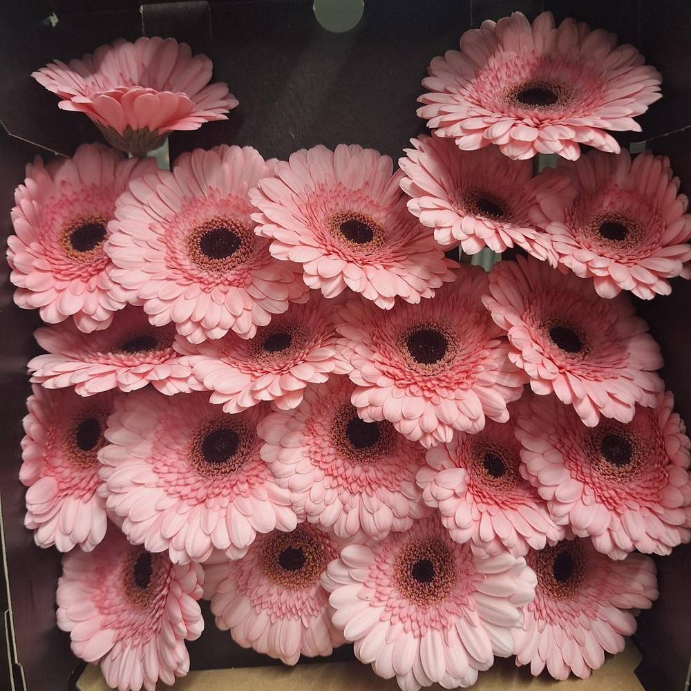 Germini rosa Happiness