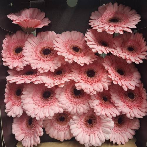 Germini rosa Happiness