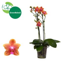 Phal.2-R orange Bolgheri T12 H050
