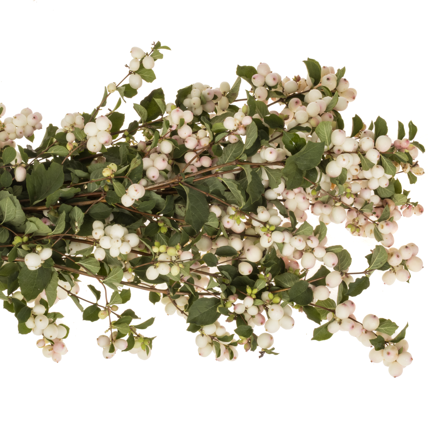 Schneebeere rosa Chart Fantasy 80cm