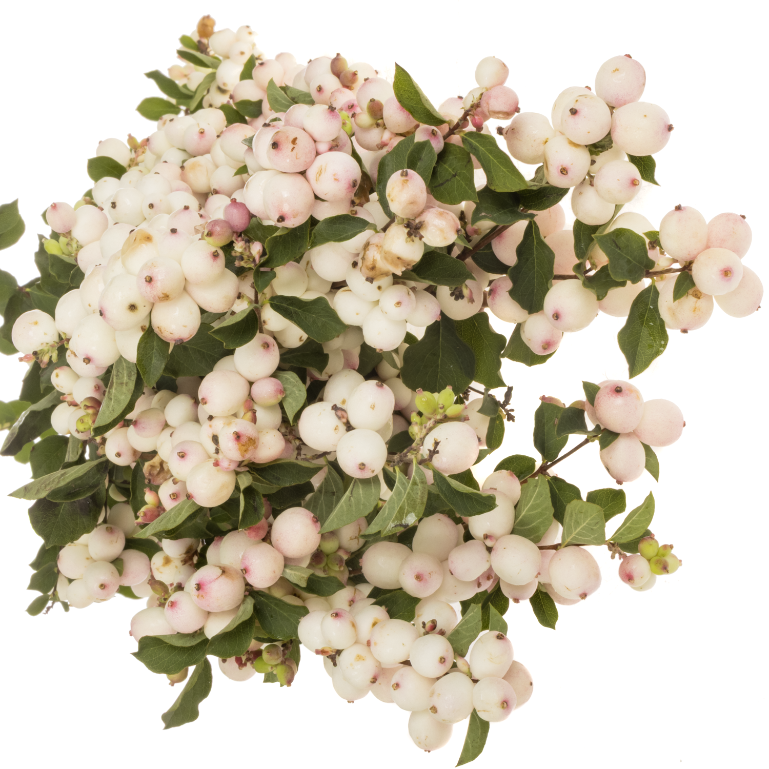 Schneebeere rosa Chart Fantasy 80cm
