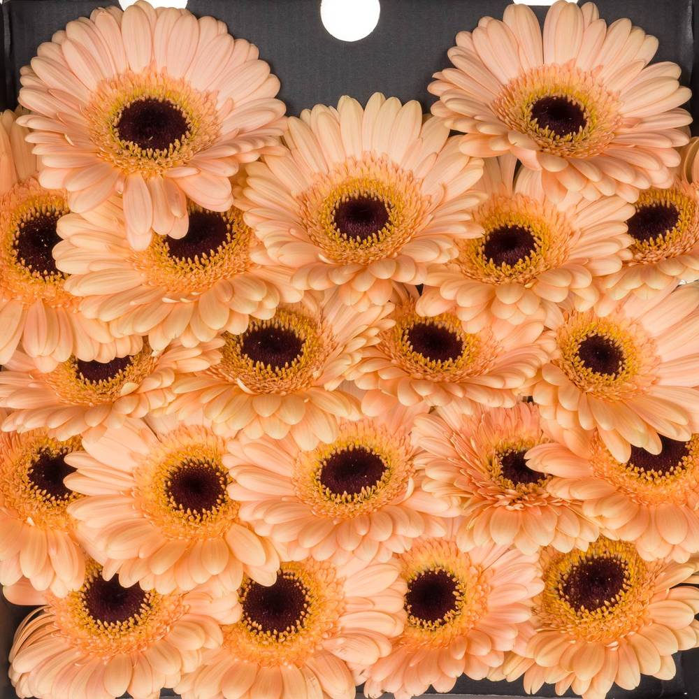 Germini apricot Espresso