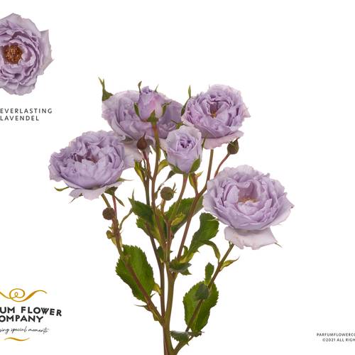 Rose verzweigt Everlasting Lavender 50cm