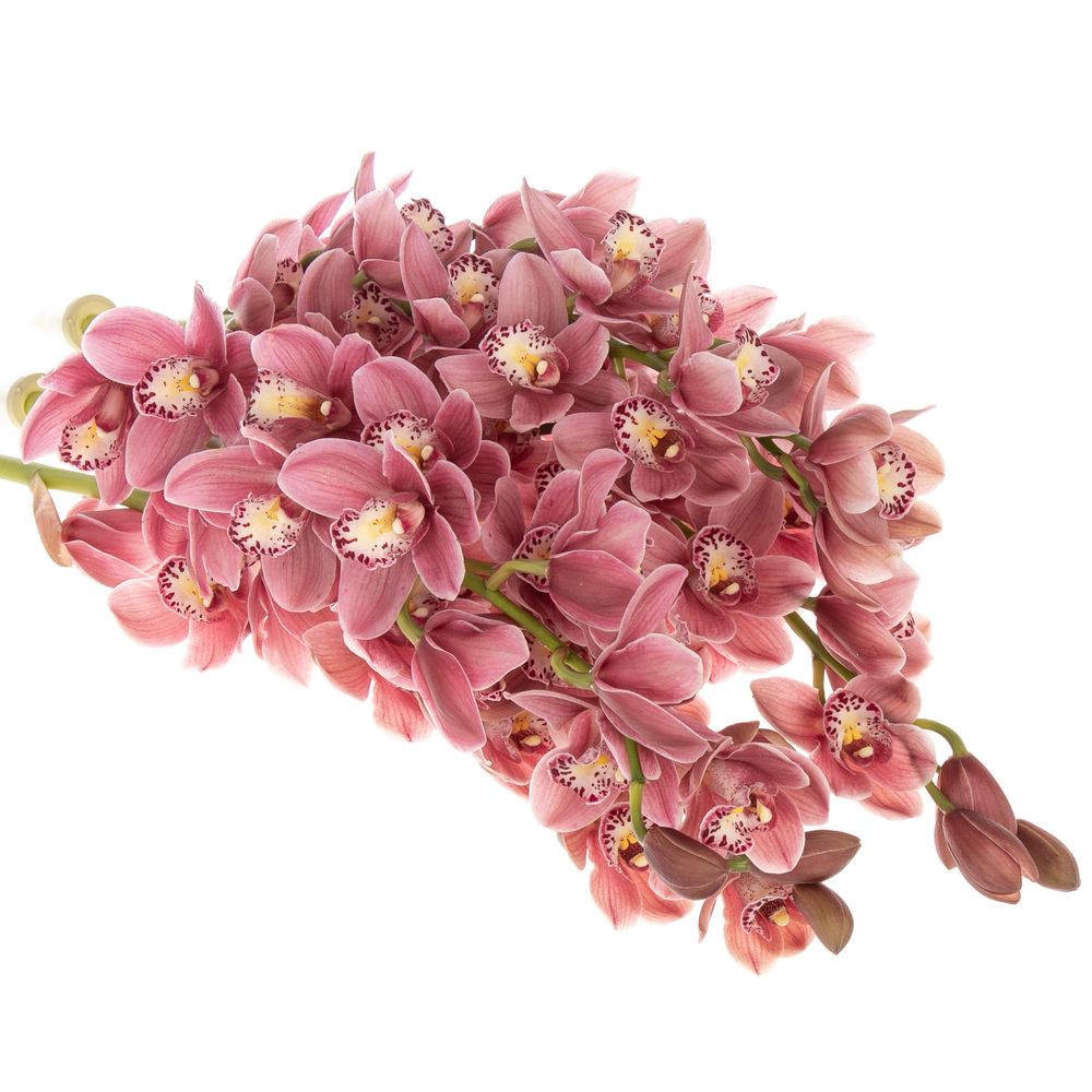 Mini Cymbidium rosa Perfect 60cm 12+Blüte