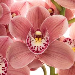 Mini Cymbidium rosa Perfect 60cm 12+Blüte