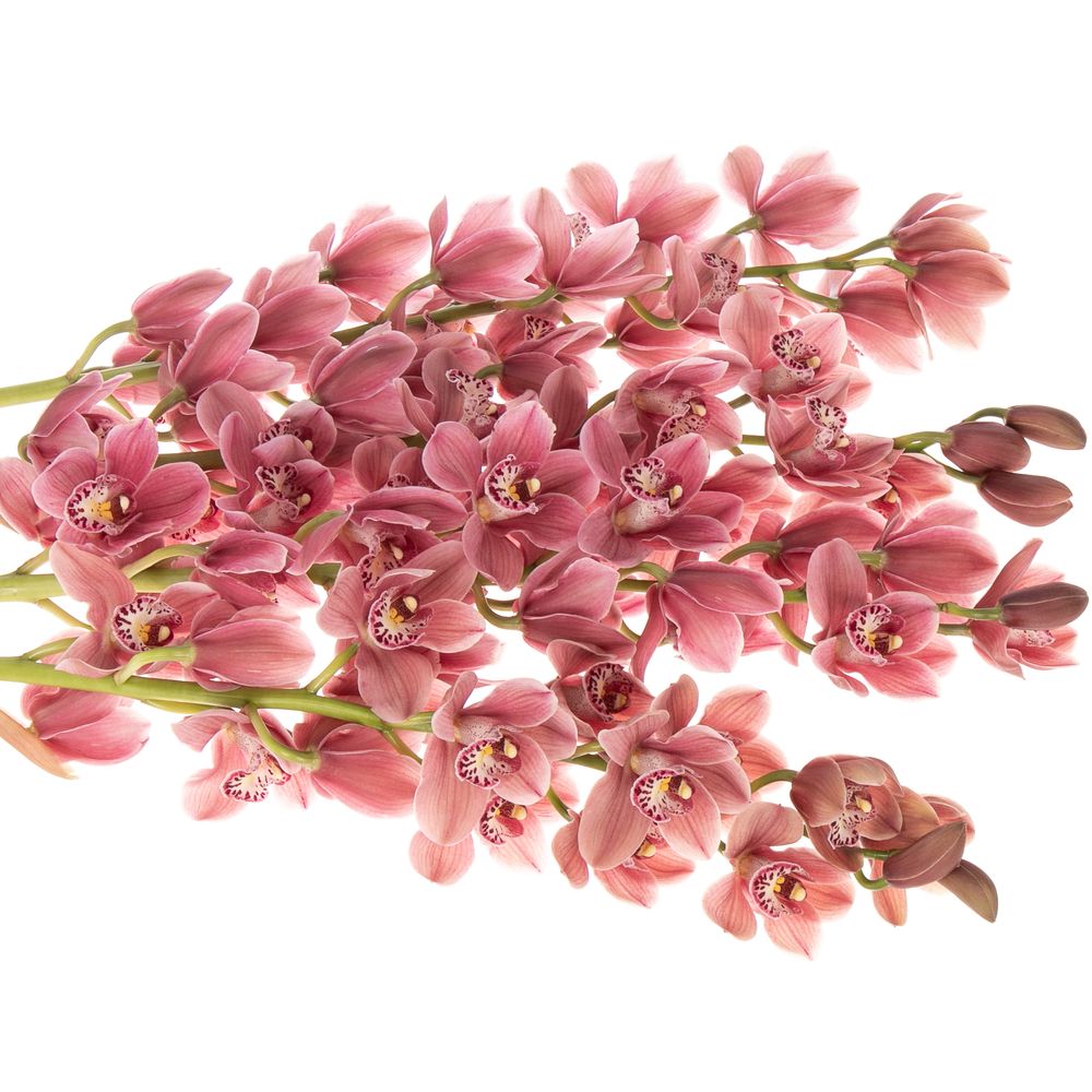 Mini Cymbidium rosa Perfect 60cm 12+Blüte