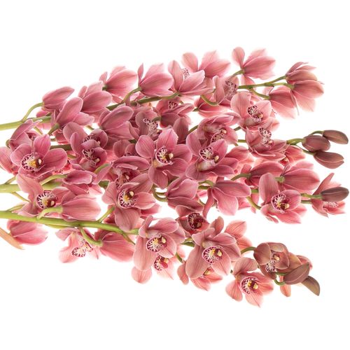 Mini Cymbidium rosa Perfect 60cm 12+Blüte