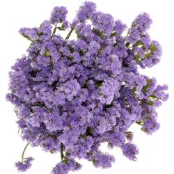 Statice milka Mermaid Wings 70Gramm 75cm