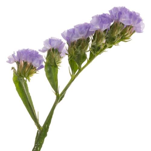 Statice milka Mermaid Wings 70Gramm 75cm