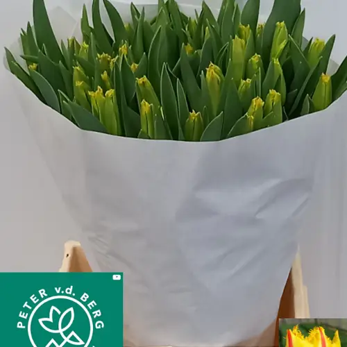 Tulpe gelb/rot fr Party clown 50 Gramm