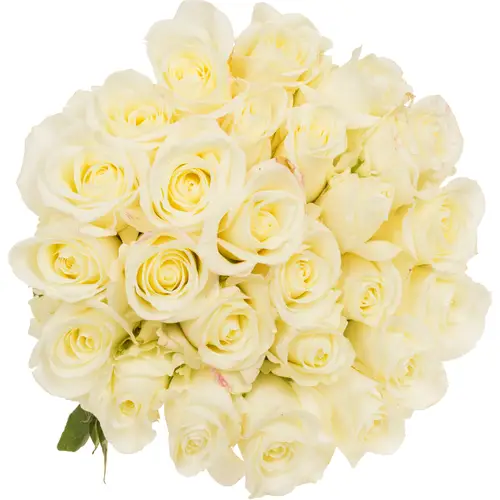 Rose weiss Tibet (Ec) 40cm