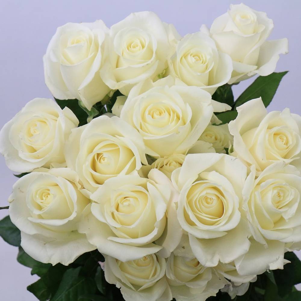 Rose weiss Tibet (Ec) 40cm