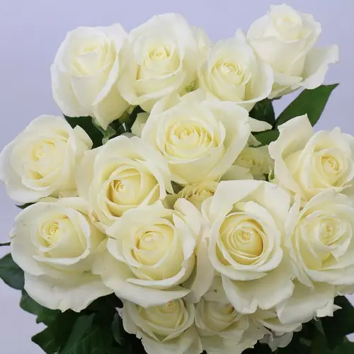 Rose weiss Tibet (Ec) 40cm
