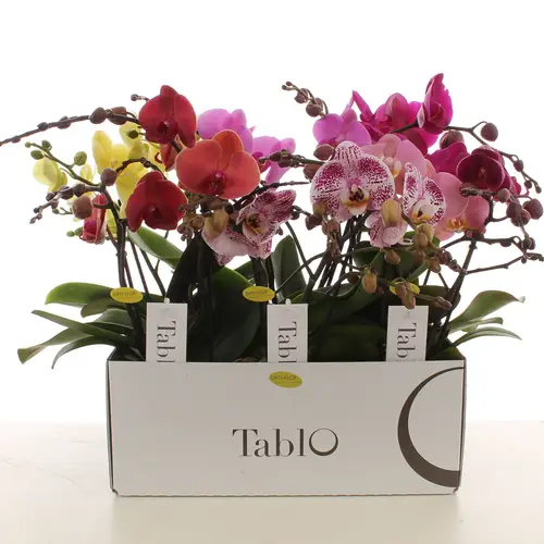 Phal.2-R mix Tablo T12 H040