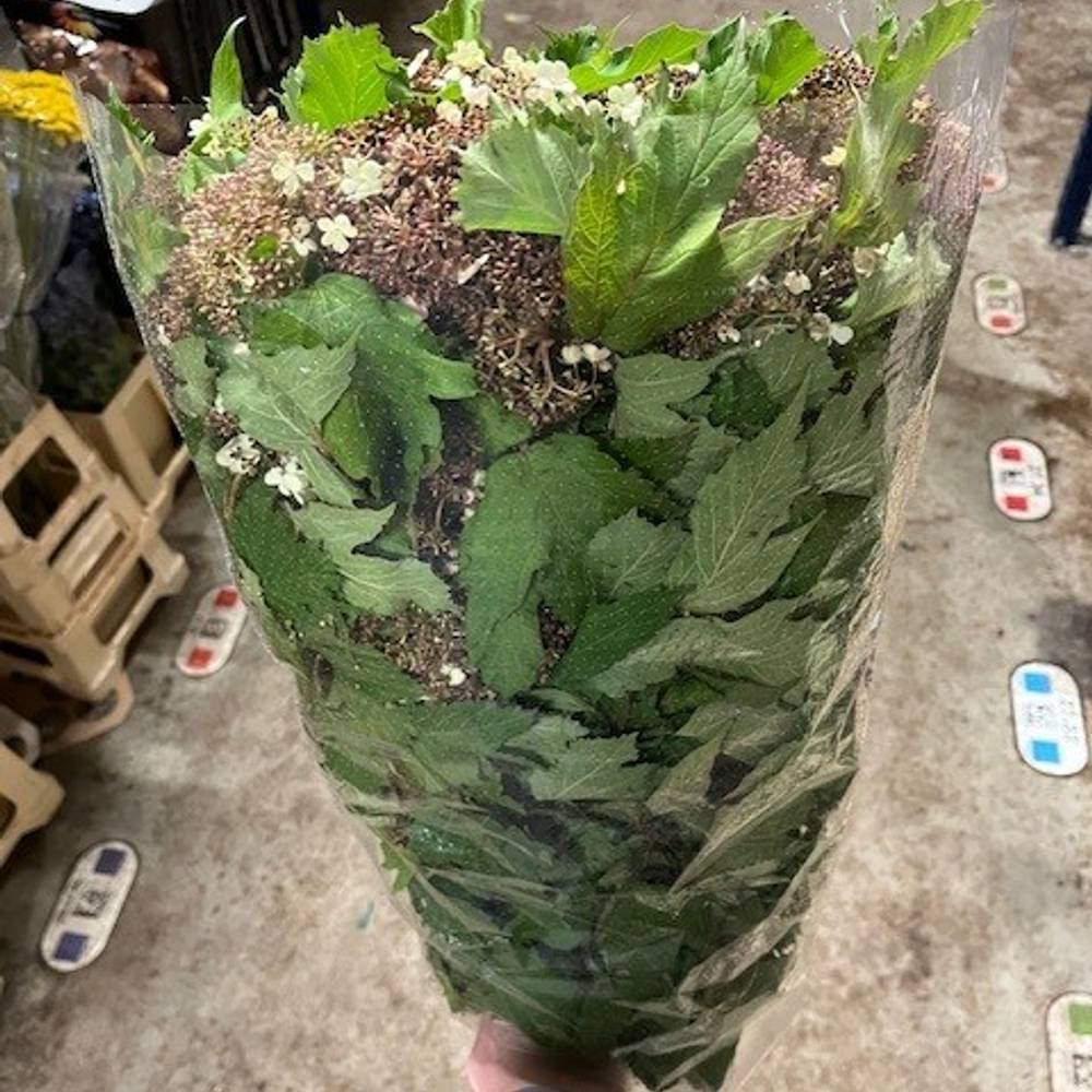 Viburnum dunkel braun Onondaga 70cm