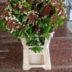 Viburnum dunkel braun Onondaga 70cm