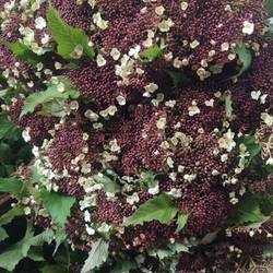 Viburnum dunkel braun Onondaga 70cm