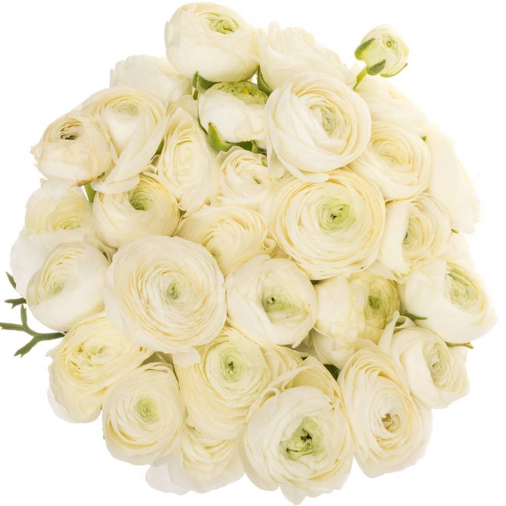 Ranunkel weiss Elegance Italien Extra 40cm