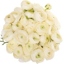 Ranunkel weiss Elegance Italien Extra 40cm