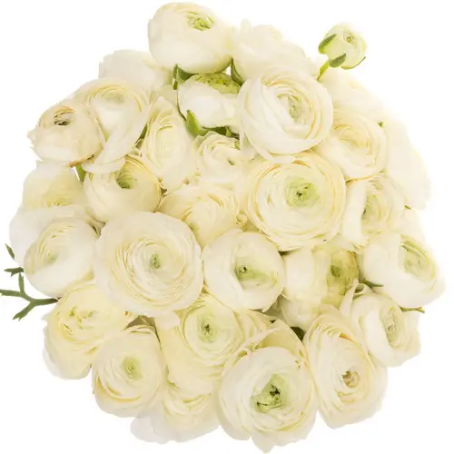 Ranunkel weiss Elegance Italien Extra 40cm